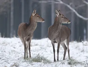 Cervidae Prints: Red Deer -Cervus elaphus-, hinds in their winter coats standing in snow