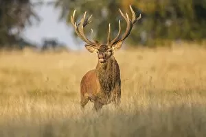 Images Dated 19th September 2014: Red Deer -Cervus elaphus-, Klampenborg, Copenhagen, Denmark