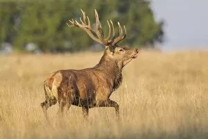 Images Dated 19th September 2014: Red Deer -Cervus elaphus-, Klampenborg, Copenhagen, Denmark