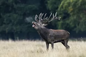 Images Dated 19th September 2014: Red Deer -Cervus elaphus-, roaring rutting stag, Copenhagen, Denmark
