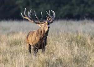 Images Dated 19th September 2014: Red Deer -Cervus elaphus-, roaring stag, rut, Klampenborg, Copenhagen, Denmark