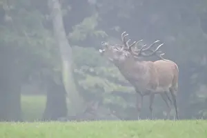 Mating Prints: Red deer (Cervus elaphus) rutting