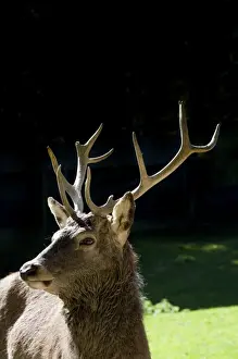 Antler Prints: Red deer (Cervus elaphus), stag