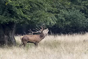 Images Dated 17th September 2014: Red Deer -Cervus elaphus- stag bugling in rut, Copenhagen, Denmark