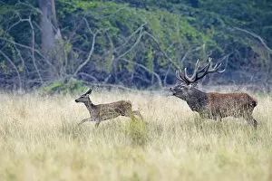 Images Dated 24th September 2014: Red Deer -Cervus elaphus-, stag chasing doe, Denmark