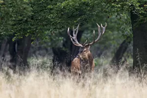 Images Dated 18th September 2014: Red Deer -Cervus elaphus-, stag, Copenhagen, Denmark
