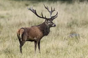 Images Dated 18th September 2014: Red Deer -Cervus elaphus-, stag, Copenhagen, Denmark