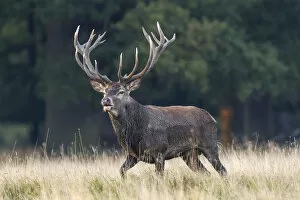 Images Dated 19th September 2014: Red Deer -Cervus elaphus-, stag, Copenhagen, Denmark