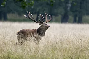 Images Dated 15th September 2014: Red deer -Cervus elaphus-, stag, Copenhagen, Denmark
