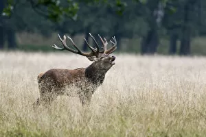 Images Dated 15th September 2014: Red deer -Cervus elaphus-, stag, Copenhagen, Denmark