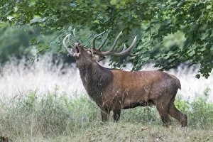 Images Dated 15th September 2014: Red Deer -Cervus elaphus-, stag, Copenhagen, Denmark