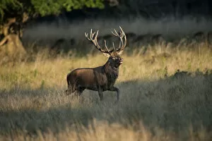 Images Dated 19th September 2014: Red Deer -Cervus elaphus-, stag, Copenhagen, Denmark