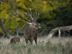 Images Dated 16th September 2014: Red Deer -Cervus elaphus-, stag, Copenhagen, Denmark
