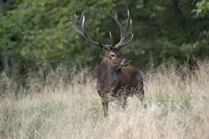 Images Dated 15th September 2014: Red Deer -Cervus elaphus-, stag, Copenhagen, Denmark