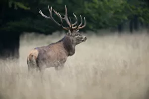 Images Dated 14th September 2014: Red Deer -Cervus elaphus-, stag, Copenhagen, Denmark