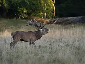 Images Dated 17th September 2014: Red Deer -Cervus elaphus-, stag, Copenhagen, Denmark
