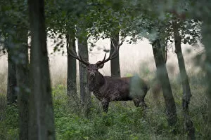Images Dated 17th September 2014: Red Deer -Cervus elaphus-, stag, Copenhagen, Denmark