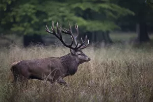 Images Dated 14th September 2014: Red Deer -Cervus elaphus-, stag, Copenhagen, Denmark