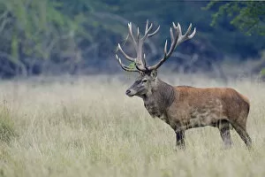 Images Dated 24th September 2014: Red Deer -Cervus elaphus-, stag, Denmark