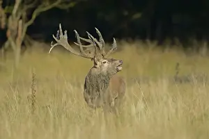 Mating Season Prints: Red Deer -Cervus elaphus-, stag, Denmark