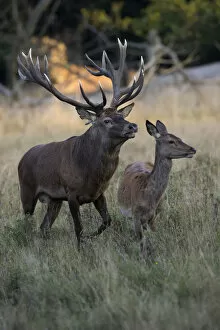 Images Dated 17th September 2014: Red Deer -Cervus elaphus-, stag and doe, Copenhagen, Denmark
