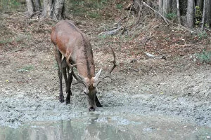 Images Dated 22nd September 2012: Red Deer -Cervus elaphus-, stag drinking at a waterhole, Hungary