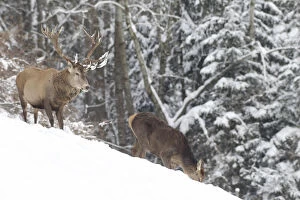 Red deer -Cervus elaphus-, stag and hind in the snow, Allgau, Swabia, Bavaria, Germany