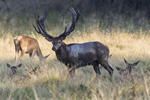 Images Dated 19th September 2014: Red Deer -Cervus elaphus-, stag and hinds, Copenhagen, Denmark