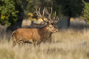 Images Dated 18th September 2014: Red Deer -Cervus elaphus-, stag, Klampenborg, Copenhagen, Denmark
