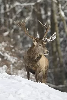 Images Dated 9th February 2013: Red deer -Cervus elaphus-, stag, in the snow, Allgau, Swabia, Bavaria, Germany