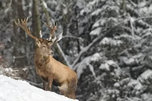 Images Dated 9th February 2013: Red deer -Cervus elaphus-, stag, in the snow, Allgau, Swabia, Bavaria, Germany