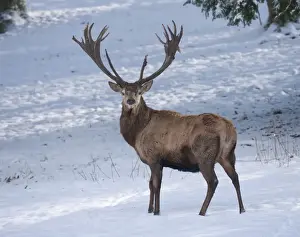 Antler Prints: Red Deer -Cervus elaphus-, stag with a winter coat standing in the snow