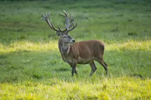 Images Dated 30th August 2011: Red Deer -Cervus elaphus- standing on a meadow, captive, Bavaria, Germany