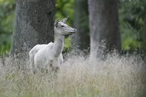 Images Dated 22nd September 2014: Red Deer -Cervus elaphus-, white, Denmark