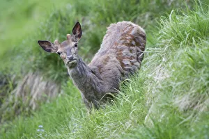 Images Dated 16th June 2013: Red Deer -Cervus elaphus-, young stag in velvet, moulting, Stubai Valley, Tyrol, Austria