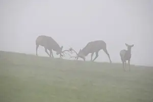 Mating Prints: Red deer (Cervus elaphus), young stags playfully fighting in fog during rutting season