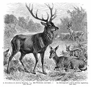 Images Dated 24th July 2016: Red deer engraving 1896