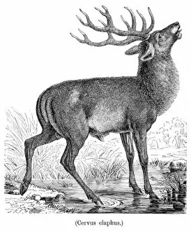 Images Dated 31st July 2016: Red deer engraving 1898