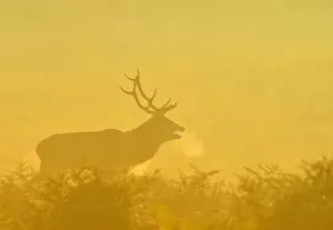 Andreas Jones Landscapes Collection: Red Deer Stag