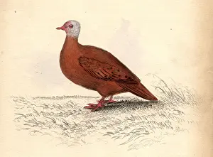 Red Dove