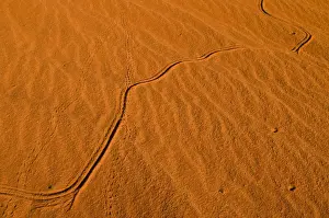 Red dunes, Kgalagadi Transfrontier Park, Kalahari Desert, Northern Cape, South Africa, Africa