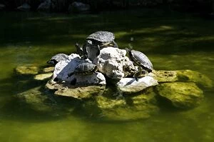 Catalonia Collection: Red-eared Slider Turtles (Trachemys scripta elegans)