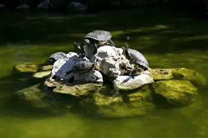 Spanish Prints: Red-eared Slider Turtles (Trachemys scripta elegans)