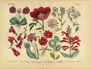 Images Dated 31st March 2016: Red Exotic Flowers of the Garden, Victorian Botanical Illustration