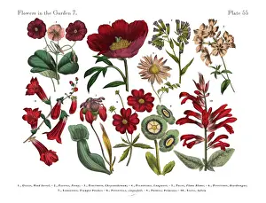 Red Exotic Flowers of the Garden, Victorian Botanical Illustration