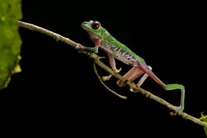Images Dated 3rd November 2015: Red-eyed Tree frog