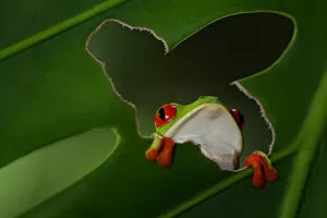Images Dated 10th August 2016: Red-eyed Tree-frog