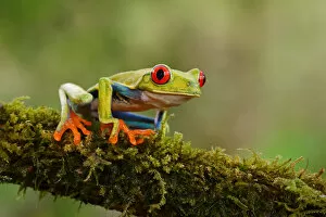 Images Dated 14th January 2015: Red-eyed tree frog (Agalychnis callidryas) Costa Rica