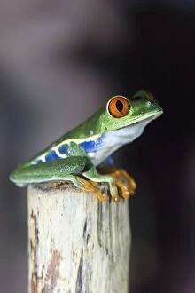 Macro Gallery: Red-eyed tree frog (Agalychnis callidryas) sitting on branch, Alajuela Province, Costa Rica