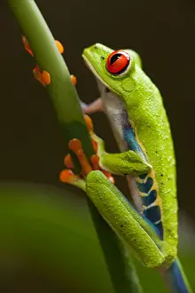 Paul Souders Photography Prints: Red-Eyed Tree Frog, Costa Rica